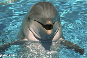 Dolphin afalina - njegov življenjski slog in habitat
